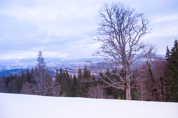 Forest landscape in the mountains. Winter mountains.