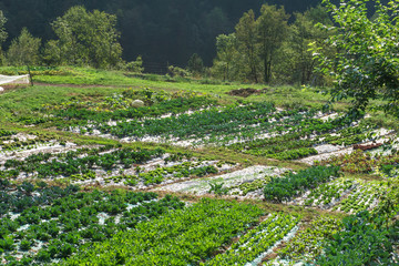 Idyllic view of Adamello Brenta National Park, South Tyrol / Italy
