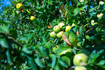 Ripe fruits of green apples on the branches of young apple trees. A sunny autumn day in farmers orchards.