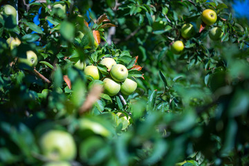 Ripe fruits of green apples on the branches of young apple trees. A sunny autumn day in farmers orchards.