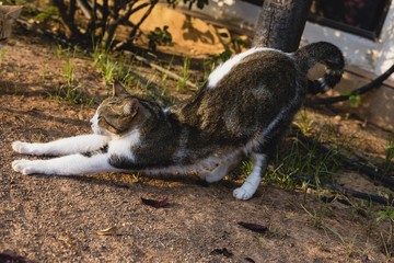 Independent and lazy street cats.