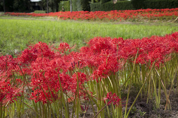 彼岸花　 cluster amaryllis