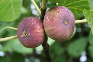 Ripe purple figs covered by rain drops on branch
