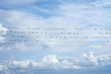 Birds on the wire