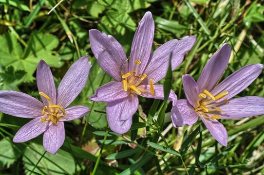 Colchicum autumnale
