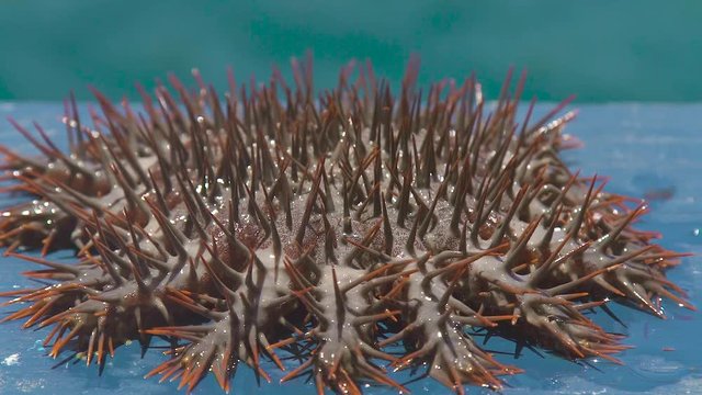 Close up crown of thorns Seastar. Sea star with big thorns caught from water. Echinoderms underwater animals.