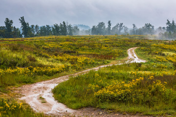 Fall Wildflowers in Field