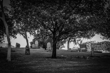 Tree lined cemetery in black and white