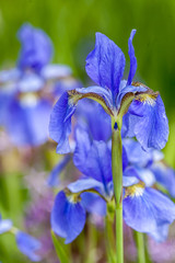 Bloe Iris flower