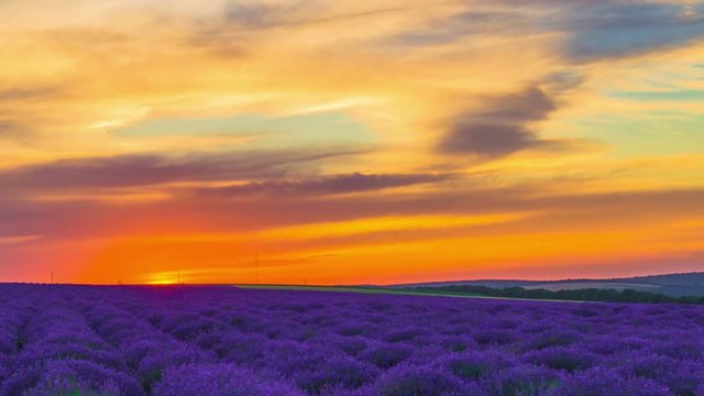 Time Lapse Of Sunset Over A Field Of Lavender. 4K.
