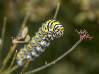 Papilio polyxenes, eastern black swallowtail