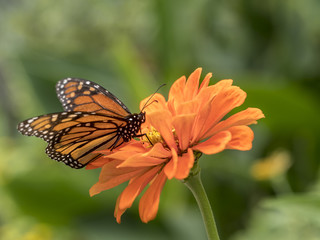  monarch butterfly (Danaus plexippus)