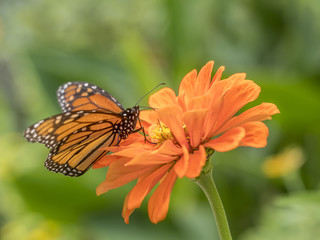  monarch butterfly (Danaus plexippus)