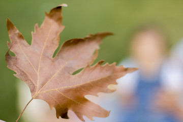 Autumn maple leaf
