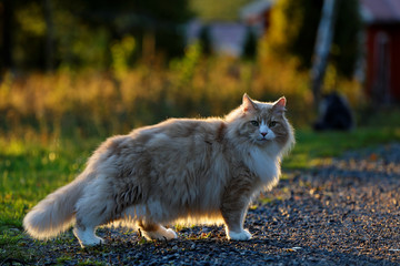 Naklejka na ściany i meble Norwegian forest cat male standing in the evening light