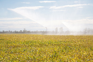 Agricultural irrigation system watering yellow soybean field in autumn