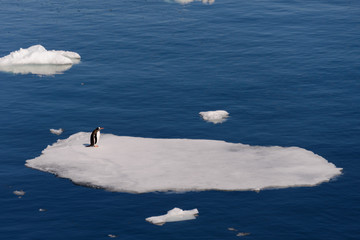 Penguin standing on the ice