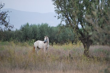 White Horse in Country Side