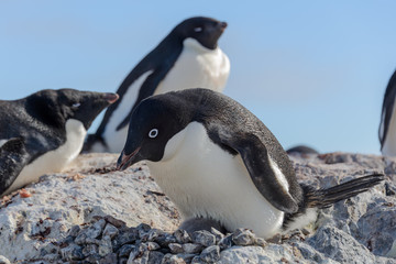 Adelie penguin in nest with chick