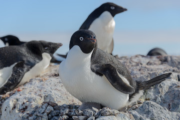 Adelie penguin on beach