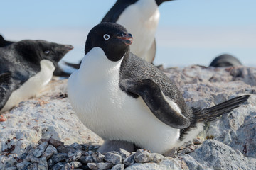 Obraz premium Adelie penguin on beach