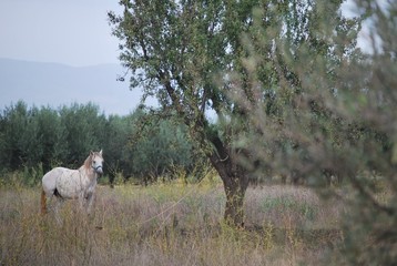 White Horse in Country Side