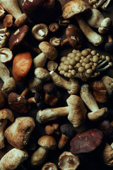 top view of assorted raw edible mushrooms, full frame background