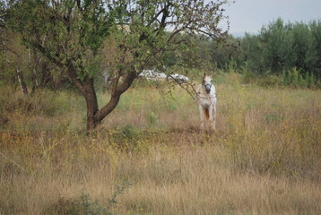 White Horse in Country Side
