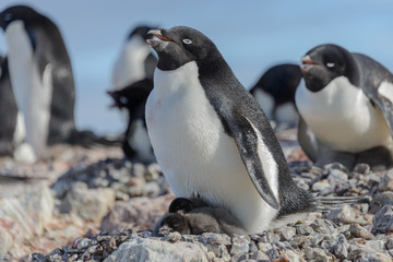 Adelie penguin in nest with chick