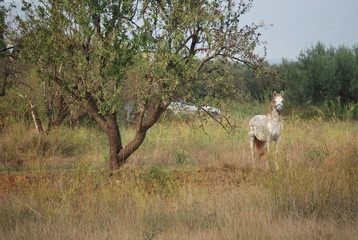 White Horse in Country Side