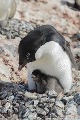 Fototapeta premium Adelie penguin in nest with chick