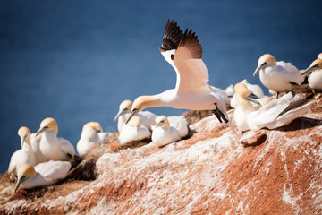 Gannets are colonial breeders on islands and coasts