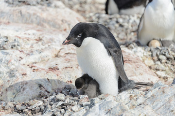 Adelie penguin in nest with chick