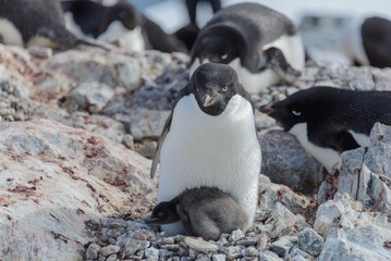 Fototapeta premium Adelie penguin in nest with chick