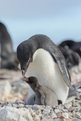 Adelie penguin in nest with chick