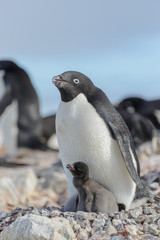 Adelie penguin in nest with chick