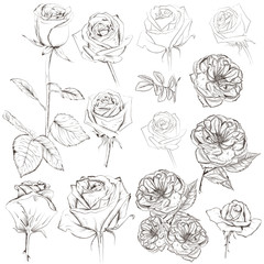Collection of vector hand drawn roses for design
