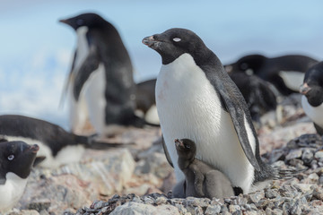 Adelie penguin in nest with chick