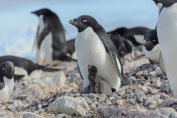 Adelie penguin in nest with chick