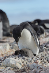 Adelie penguin in nest with chick