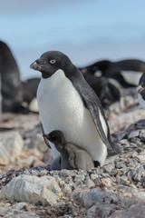 Naklejka premium Adelie penguin in nest with chick