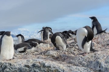 Obraz premium Adelie penguin in nest with chick
