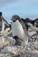 Adelie penguin in nest with chick