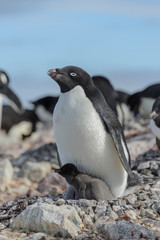 Adelie penguin in nest with chick