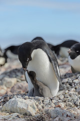 Adelie penguin in nest with chick