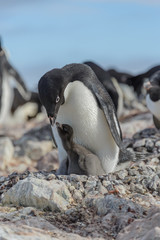 Adelie penguin in nest with chick