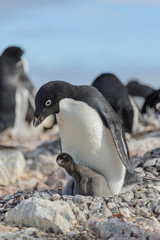 Adelie penguin in nest with chick