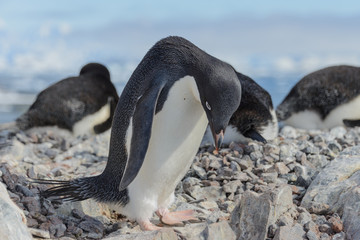 Naklejka premium Adelie penguin on beach