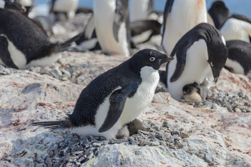 Naklejka premium Adelie penguin in nest with chick