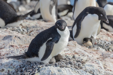 Adelie penguin in nest with chick